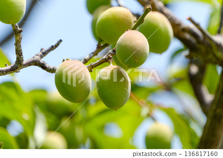 Green plums ripening in the early summer light Green plums ripening in the early summer light 136817160