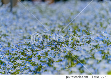 鋪展開來的藍粉蝶花田，宛如一條藍色的地毯。 136817232