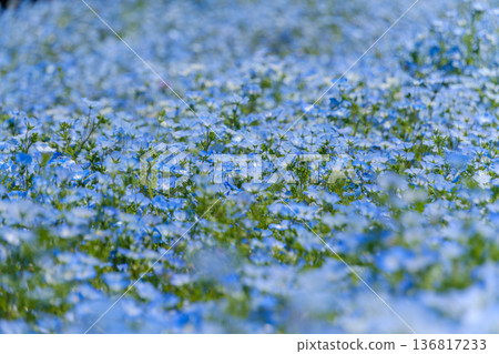 春日的陽光下，粉蝶花競相綻放。 136817233