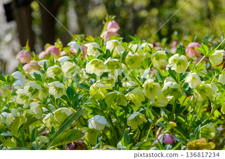 花園裡盛開的聖誕玫瑰預示著春天的到來。 136817234