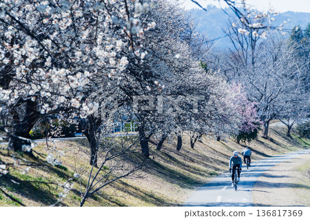 一條通往高尾山的自行車道，兩旁梅花盛開。 136817369