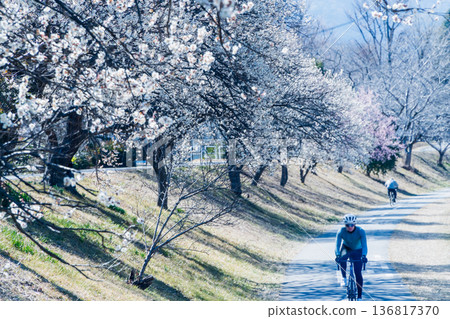 一條通往高尾山的自行車道，兩旁梅花盛開。 136817370