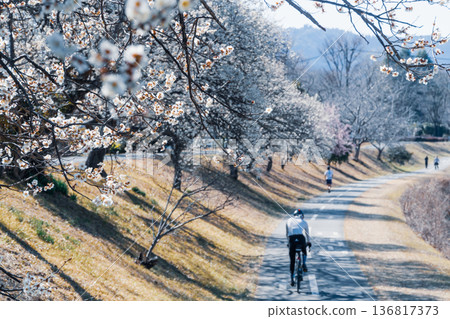 一條通往高尾山的自行車道，兩旁梅花盛開。 136817373