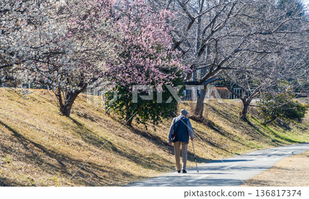 一條兩旁盛開著梅花的自行車道 136817374
