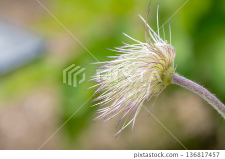 The mysterious shape of the plant, as if wrapped in delicate threads 136817457