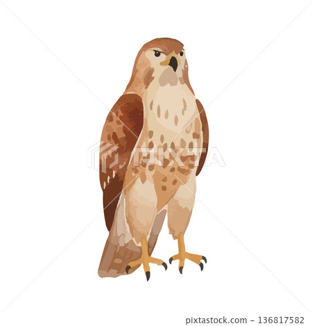Watercolor style hawk illustration 136817582