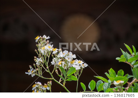 野生玫瑰的白色花朵在黑色背景的襯托下顯得格外美麗。 136817605