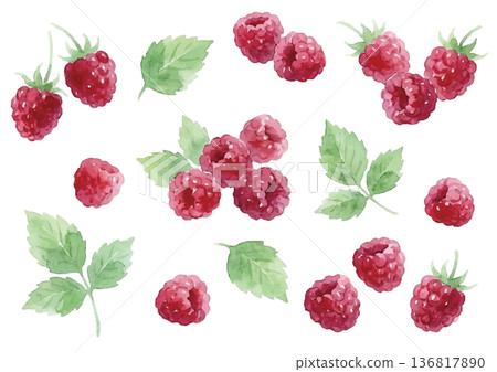 Watercolor style raspberry illustration Watercolor style raspberry illustration 136817890