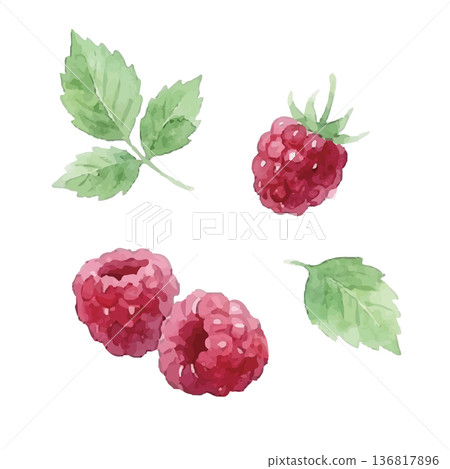 水彩風格的覆盆子插圖 136817896