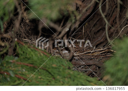 Pigeon nest eggs 136817955