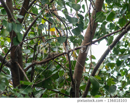 Squirrel Sitting on Bodhi Tree Branch Among Green Leaves in Garden 136818103