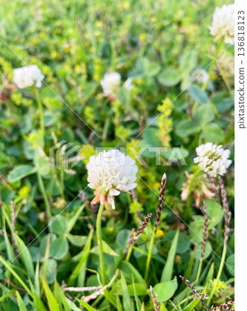A close-up of a cute white clover A close-up of a cute white clover 136818123