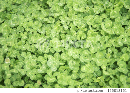 Clover spread all over Clover spread all over 136818161