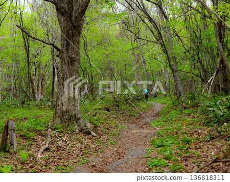 清新的綠色山路 清新的綠色山路 136818311