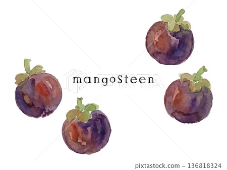 Watercolor style mangosteen illustration 136818324