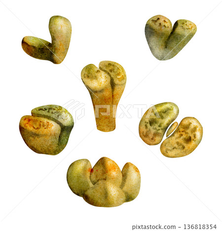 Stone lithops, living pebbles succulents painted in natural camouflage tones. Isolated hand drawn watercolor illustration. Educational posters, plant identification materials, gardening hobby guides. 136818354
