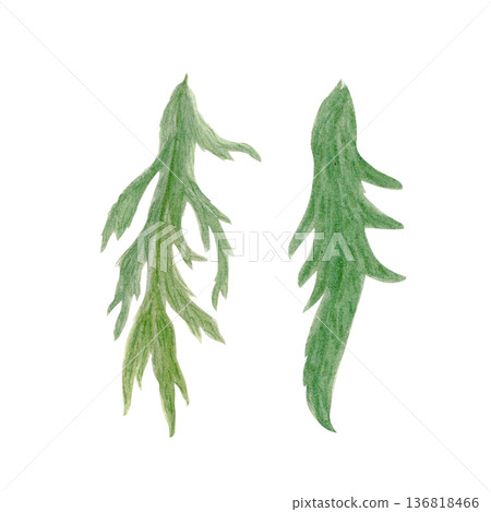 Green poppy leaves set isolated on white, hand-painted watercolor botanical elements with natural texture and soft shading, ideal for floral compositions, wedding stationery, packaging, prints and 136818466