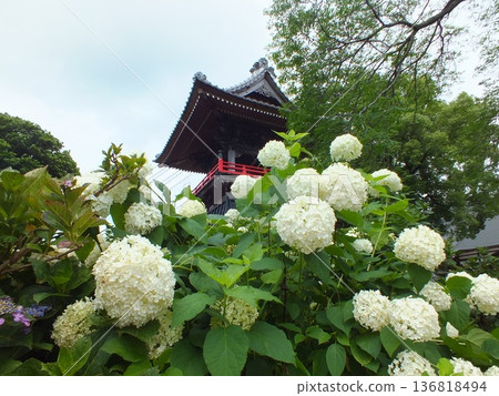 被稱為菜單沼繡球花寺的能後寺 被稱為菜單沼繡球花寺的能後寺 136818494