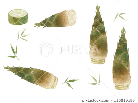 水彩風格竹筍插圖 136819196