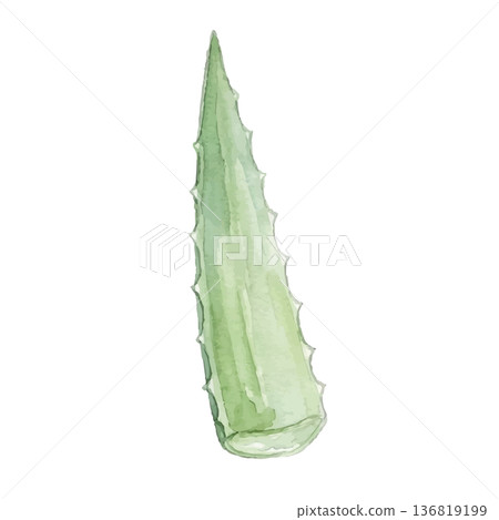 Aloe illustration in watercolor style Aloe illustration in watercolor style 136819199