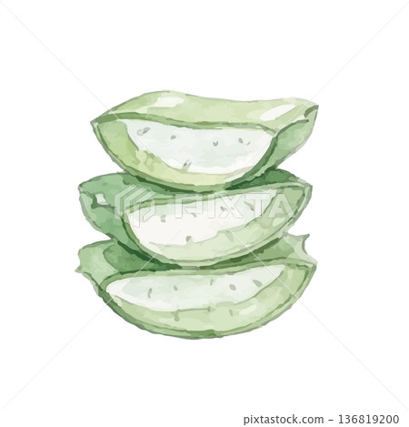 Aloe illustration in watercolor style Aloe illustration in watercolor style 136819200