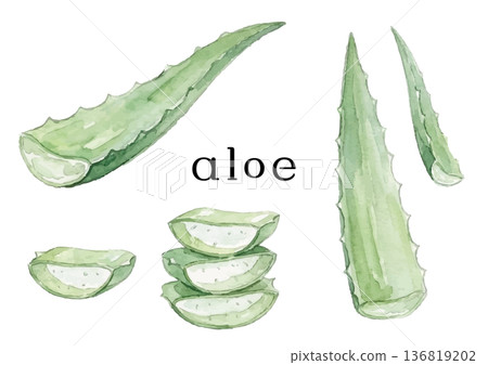 Aloe illustration in watercolor style 136819202