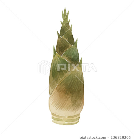 水彩風格竹筍插圖 136819205