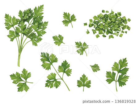 水彩風格的歐芹插圖 136819328