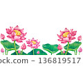 watercolor painting white and pink lotus flower isolated. 136819517