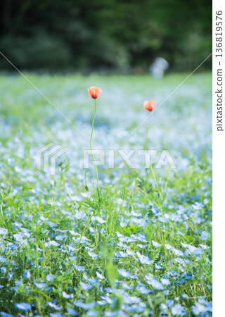 罌粟花在花田裡盛開 136819576