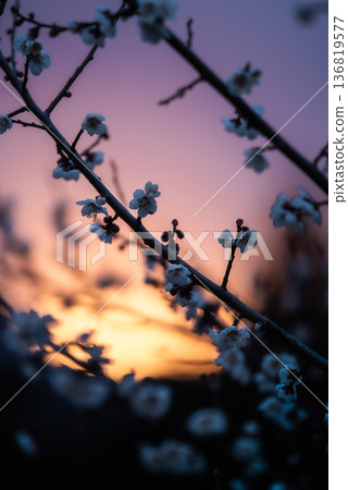 夕陽照耀下的梅花 夕陽照耀下的梅花 136819577