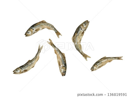 水彩風格的乾沙丁魚插圖 水彩風格的乾沙丁魚插圖 136819591