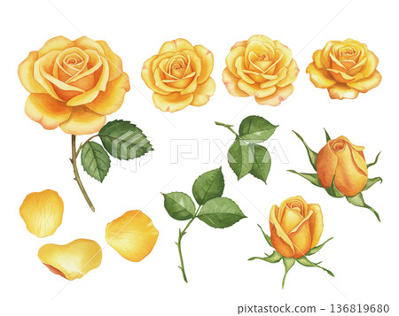 水彩父親節黃玫瑰插畫套裝 136819680