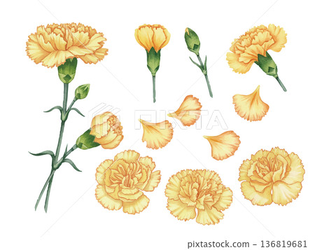 Watercolor Father's Day yellow rose illustration set 136819681