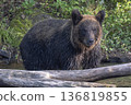 Brown bear searching for fish in the river 136819855