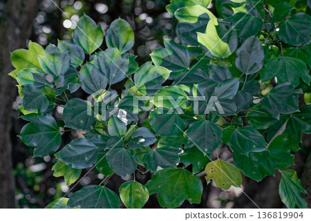五加科三葉草 五加科三葉草 136819904