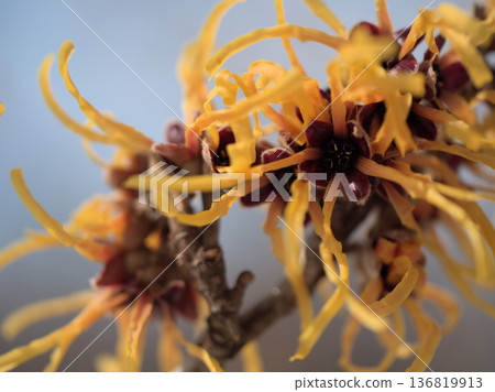 The lovely yellow flowers of Hamamelis intermedia Elena bloomed on a sunny February day. The lovely yellow flowers of Hamamelis intermedia Elena bloomed on a sunny February day. 136819913