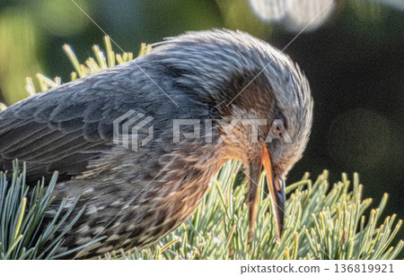A portrait of a brown-eared ... A portrait of a brown-eared ... 136819921