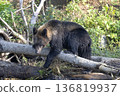 Brown bear climbing over fallen tree 136819937