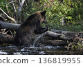 Brown bear climbing over fallen tree 136819955