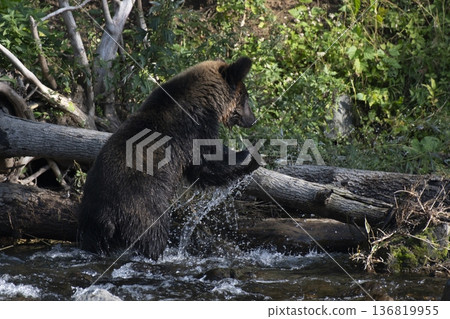 Brown bear climbing over fallen tree Brown bear climbing over fallen tree 136819955