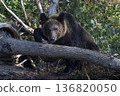 Brown bear climbing over fallen tree 136820050