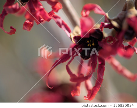 在陽光明媚的二月天,金縷梅‘黛安娜’的紅色花朵盛開。 在陽光明媚的二月天,金縷梅‘黛安娜’的紅色花朵盛開。 136820054