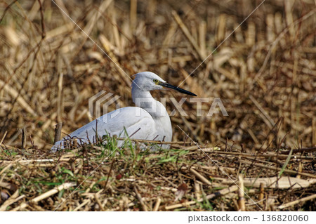 Winter waterside, Little Egret feeding 136820060