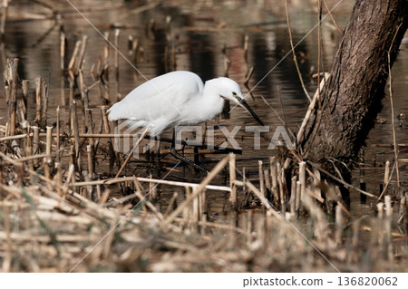 Winter waterside, Little Egret feeding 136820062