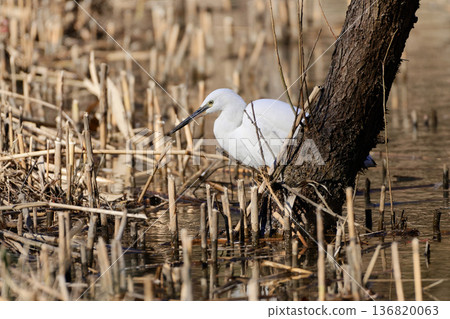 Winter waterside, Little Egret feeding Winter waterside, Little Egret feeding 136820063