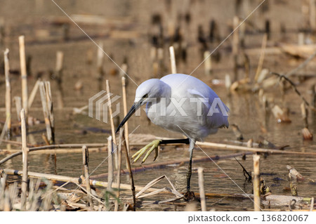 Winter waterside, Little Egret feeding Winter waterside, Little Egret feeding 136820067