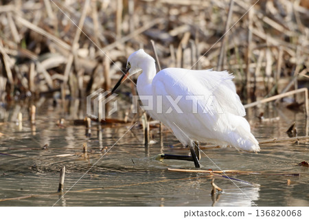 Winter waterside, Little Egret feeding Winter waterside, Little Egret feeding 136820068