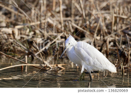 Winter waterside, Little Egret feeding 136820069