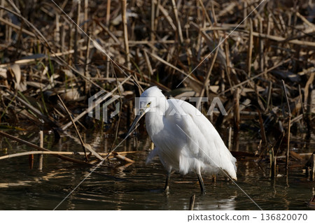 Winter waterside, Little Egret feeding Winter waterside, Little Egret feeding 136820070